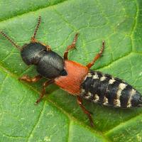 Rove Beetle - Platydracus stercorarius 1 